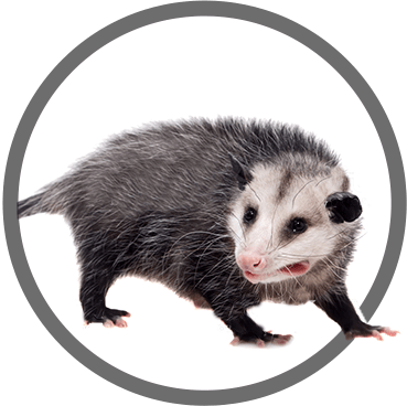 24/7 Raccoon Removal Brampton, ON | SOS Wildlife Control