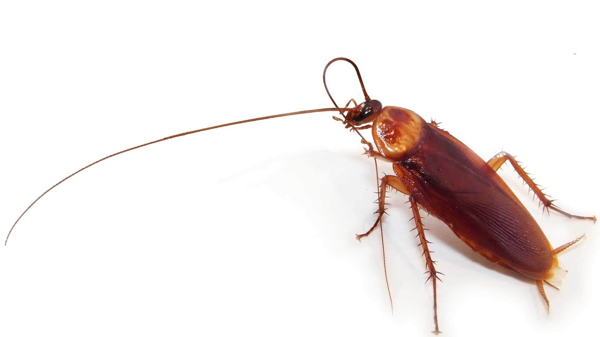 cockroach-wallpaper-45
