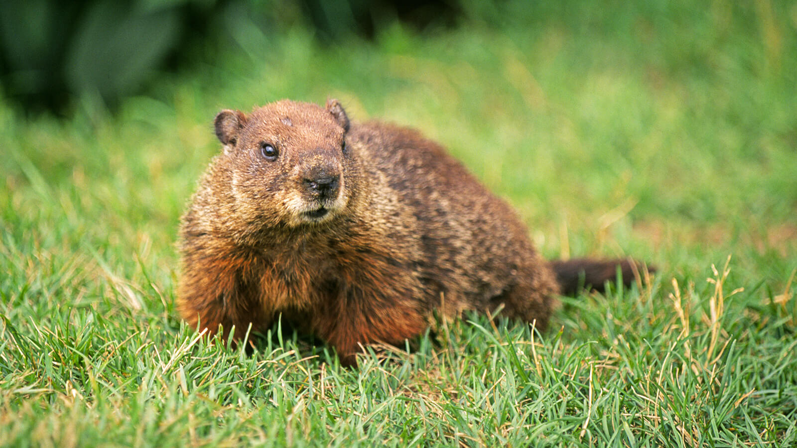groundhog-in-grass.ngsversion.1422641426531