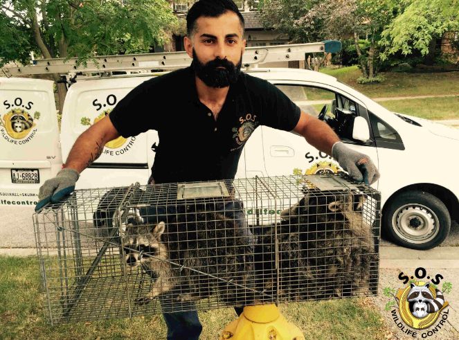 raccoon-removal