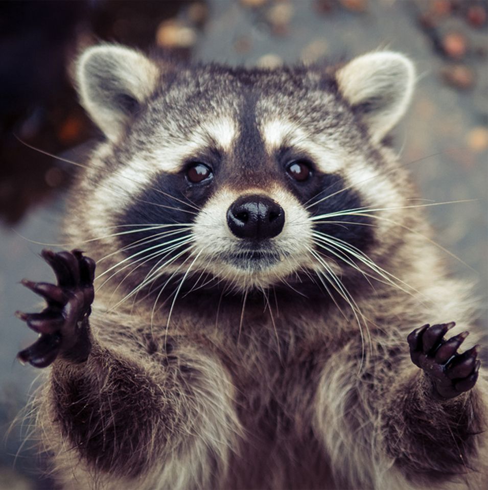 racoon-for-forms