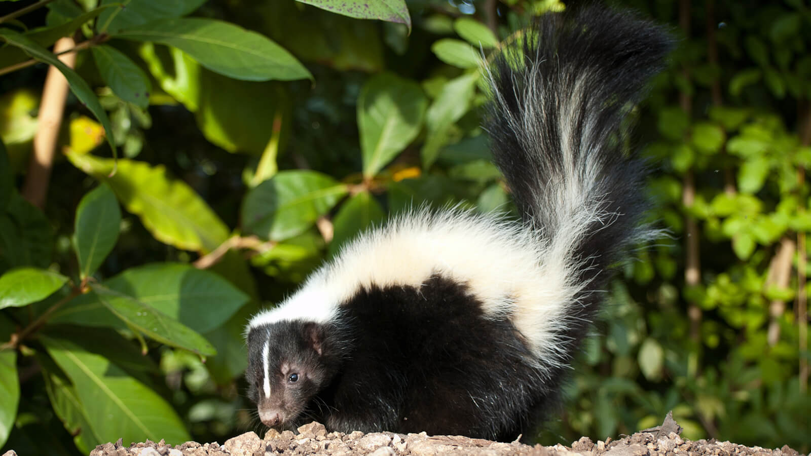 skunk-tail-up.ngsversion.1411260410680