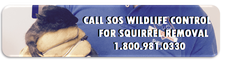 squirrel-removal-banner