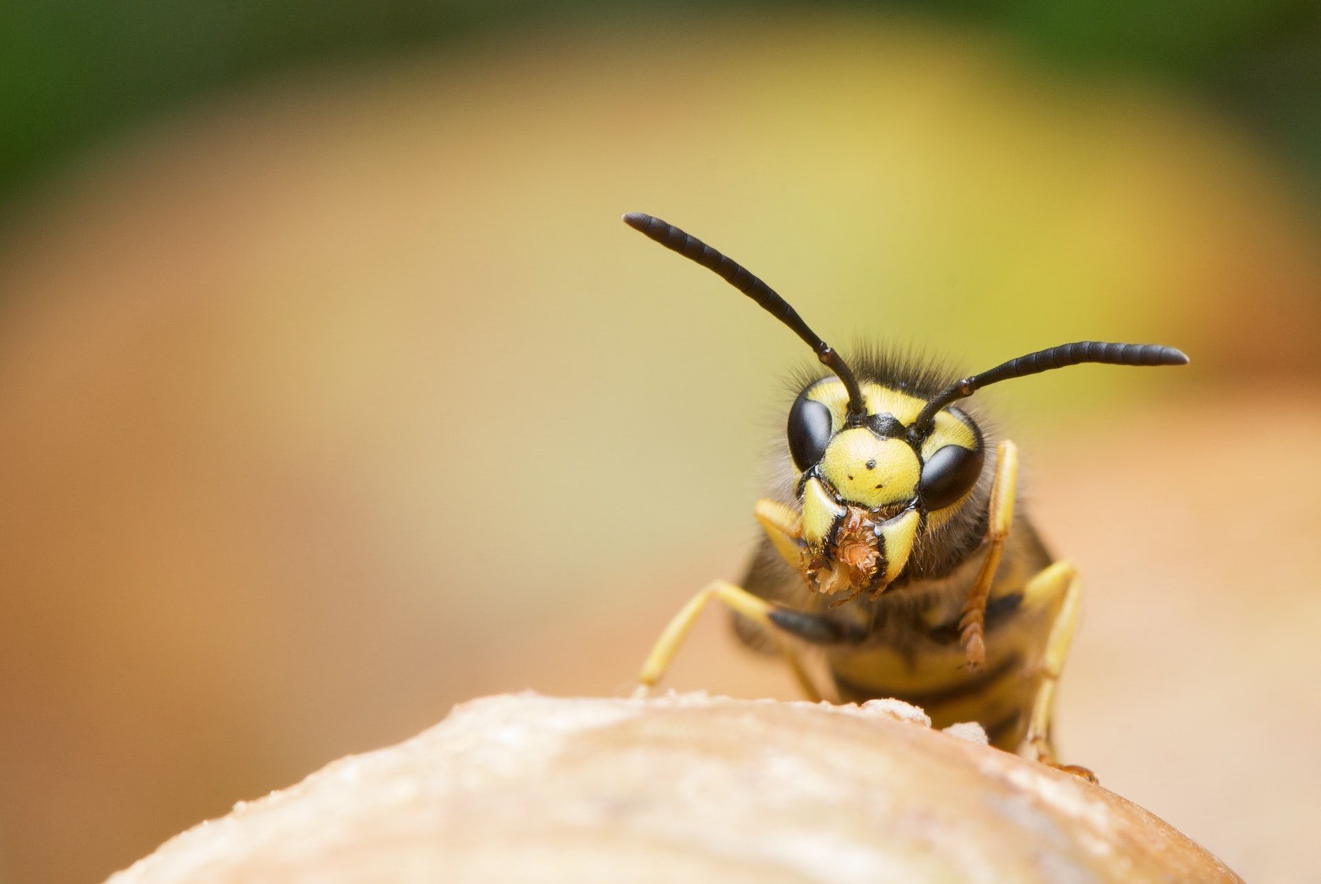 wasp-german-wasp-vespula-germanica-female-45906