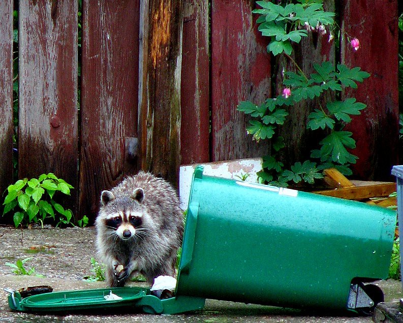 What happens if you quit feeding raccoons