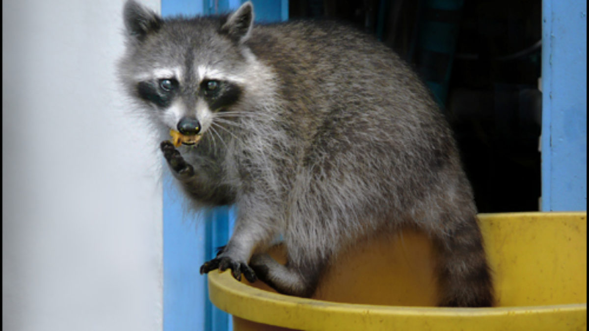 Raccoon Removal Tips L S O S Wildlife Control