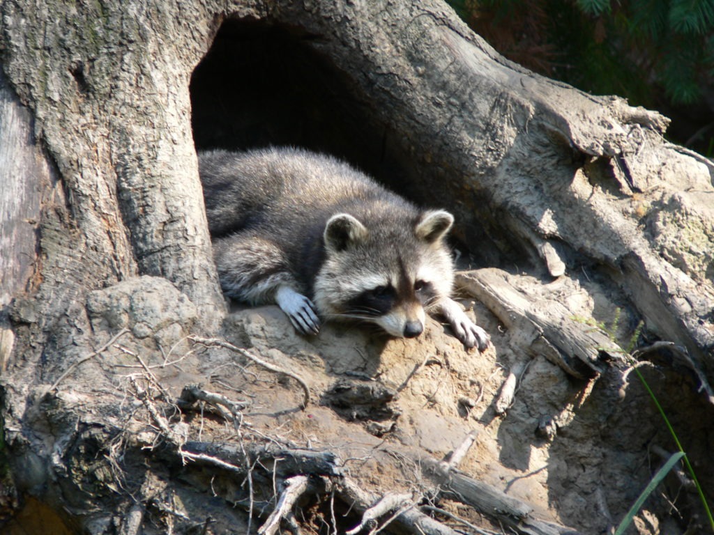 how do raccoons survive winter