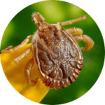 bedbugs-150x150