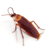 cockroach-150x150