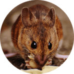 mice-150x150