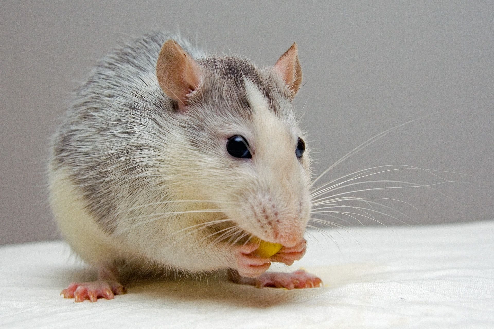 rat-pets-eat-51340