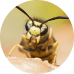 wasp-150x150