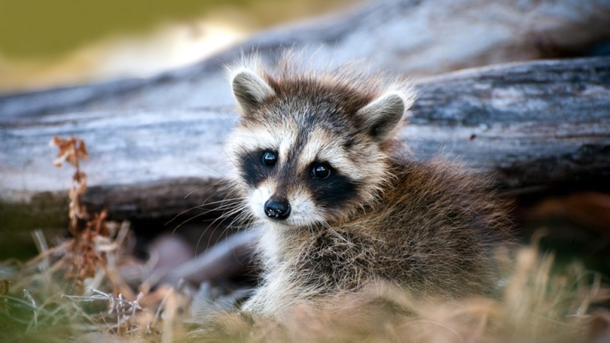 9 Things to Know About Raccoon Baby Season in 2021