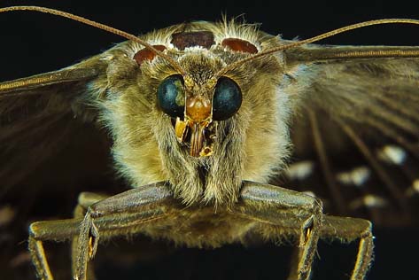 gypsy-moth-close-up