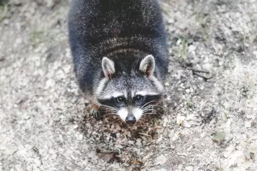 WILDLIFE2
