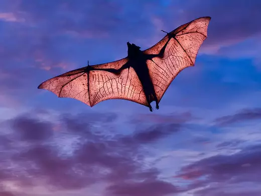 bat-1