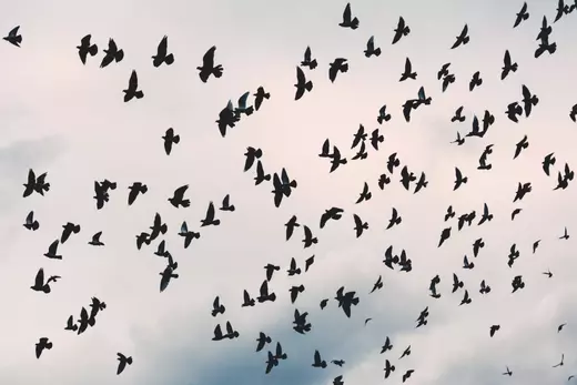 bird3