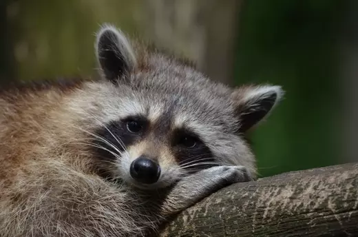 Dead Animal Removal Services in Toronto | SOS Wildlife Control Dead Animal Removal Services in Toronto | SOS Wildlife Control