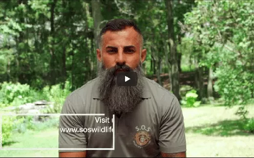 Dead Animal Removal Services in Toronto | SOS Wildlife Control Dead Animal Removal Services in Toronto | SOS Wildlife Control
