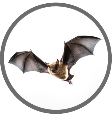 flying bat in ontario canada